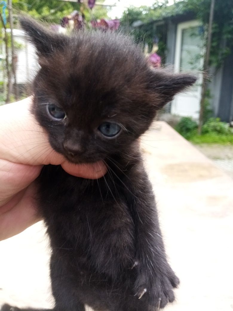 Котенята Безкоштовно