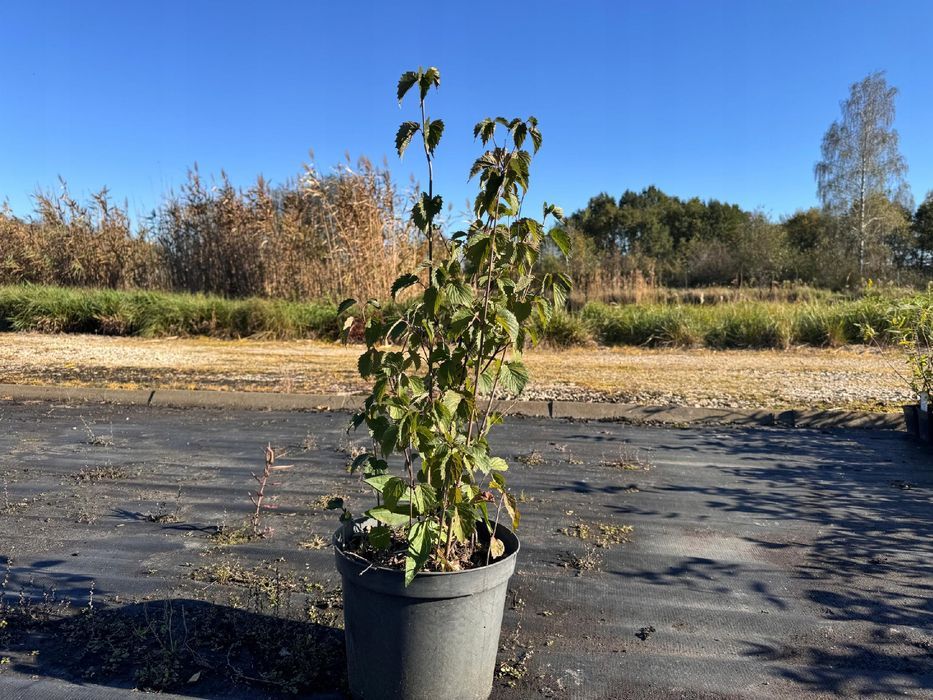Kalina ząbkowana 'Blue Muffin' (Viburnum dentatum) Doniczka 10L