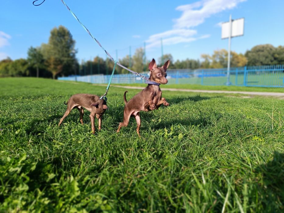 Rosyjski Toy Chłopiec FCI bez wad! Ratlerek, serenka, miniaturowy