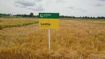 Jęczmień ozimy Lentia