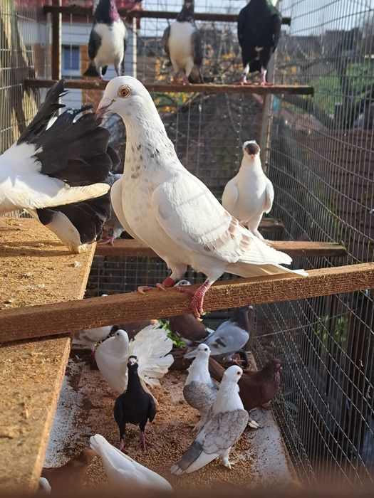 Gołębie gołąb ptaki ozdobne likwidacja hodowli