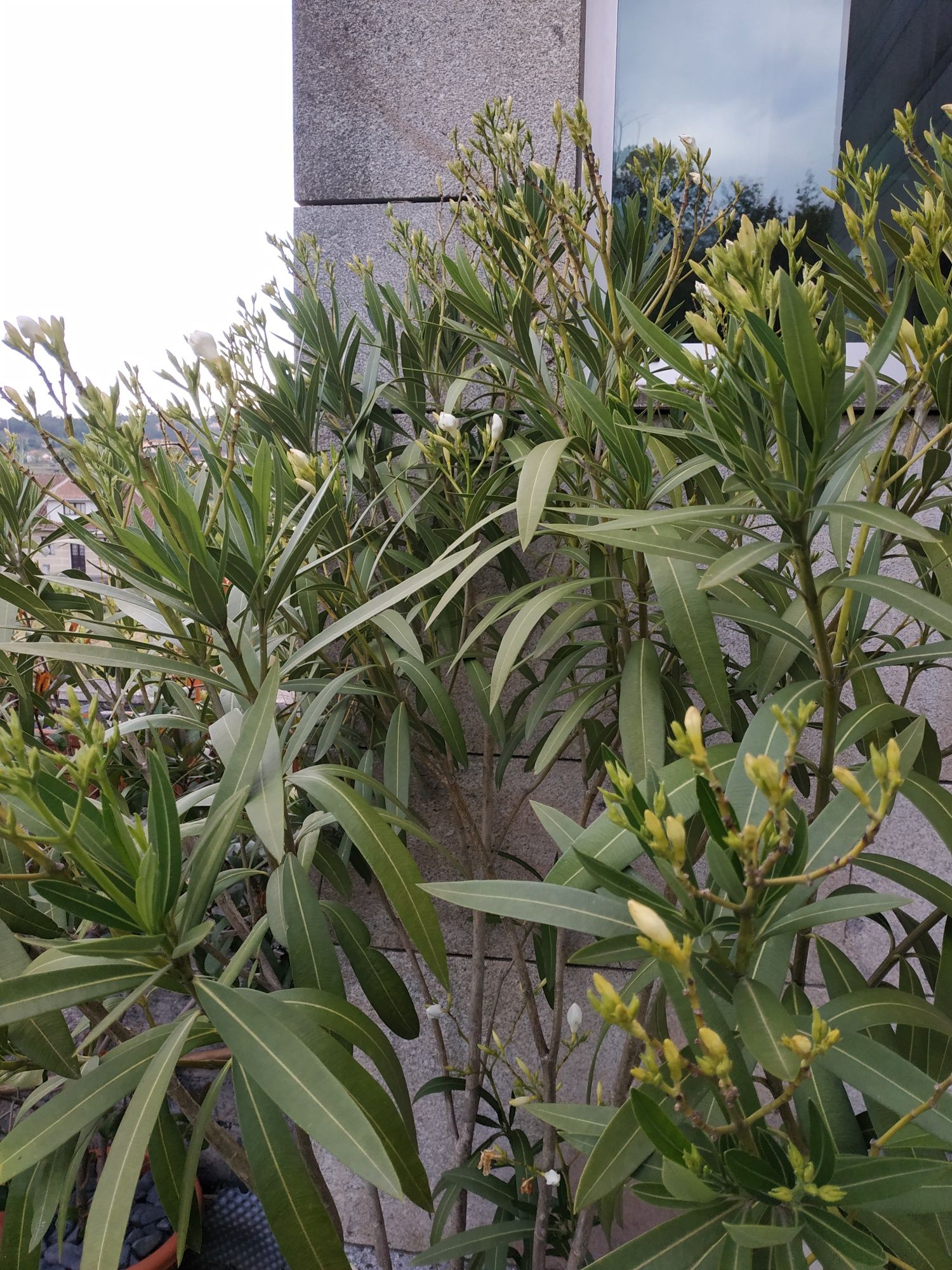 Planta loendro flor branca (arbusto usado nas autoestradas)