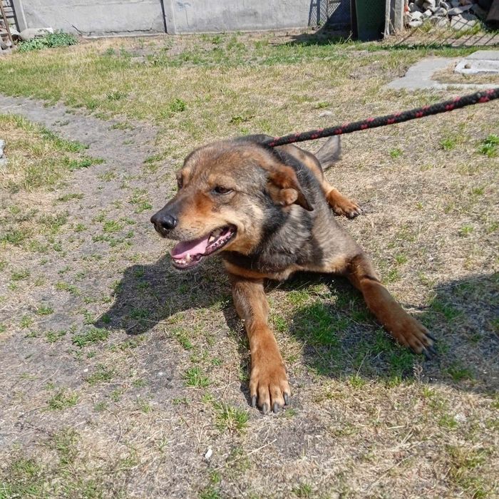 Pies co się cieszy byle czym