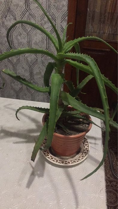 Алоє 5 і 4 роки «Товсте соковите листя»