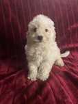 Caniche menino mini