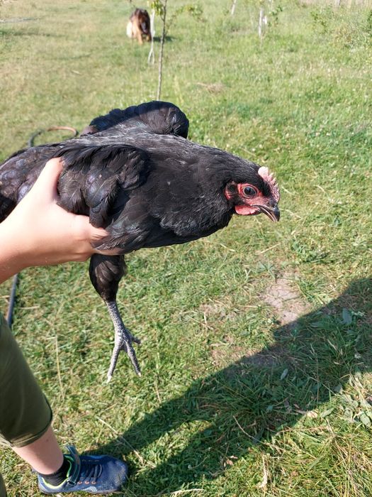 Kogut australorp 5 miesięczny