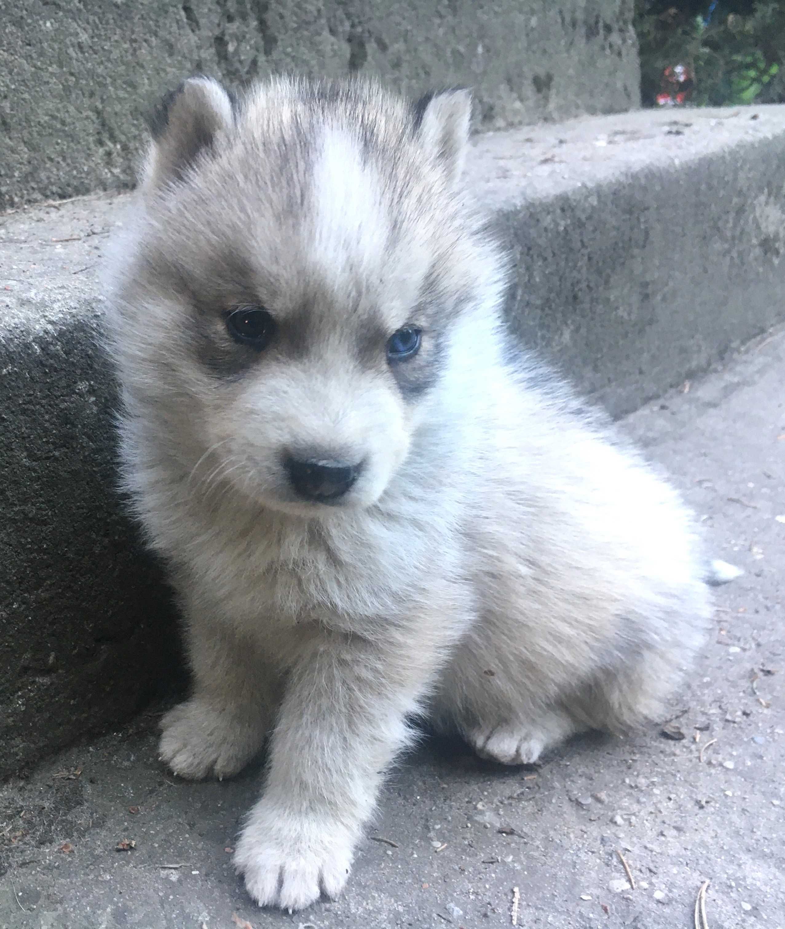 suczka Siberian Husky