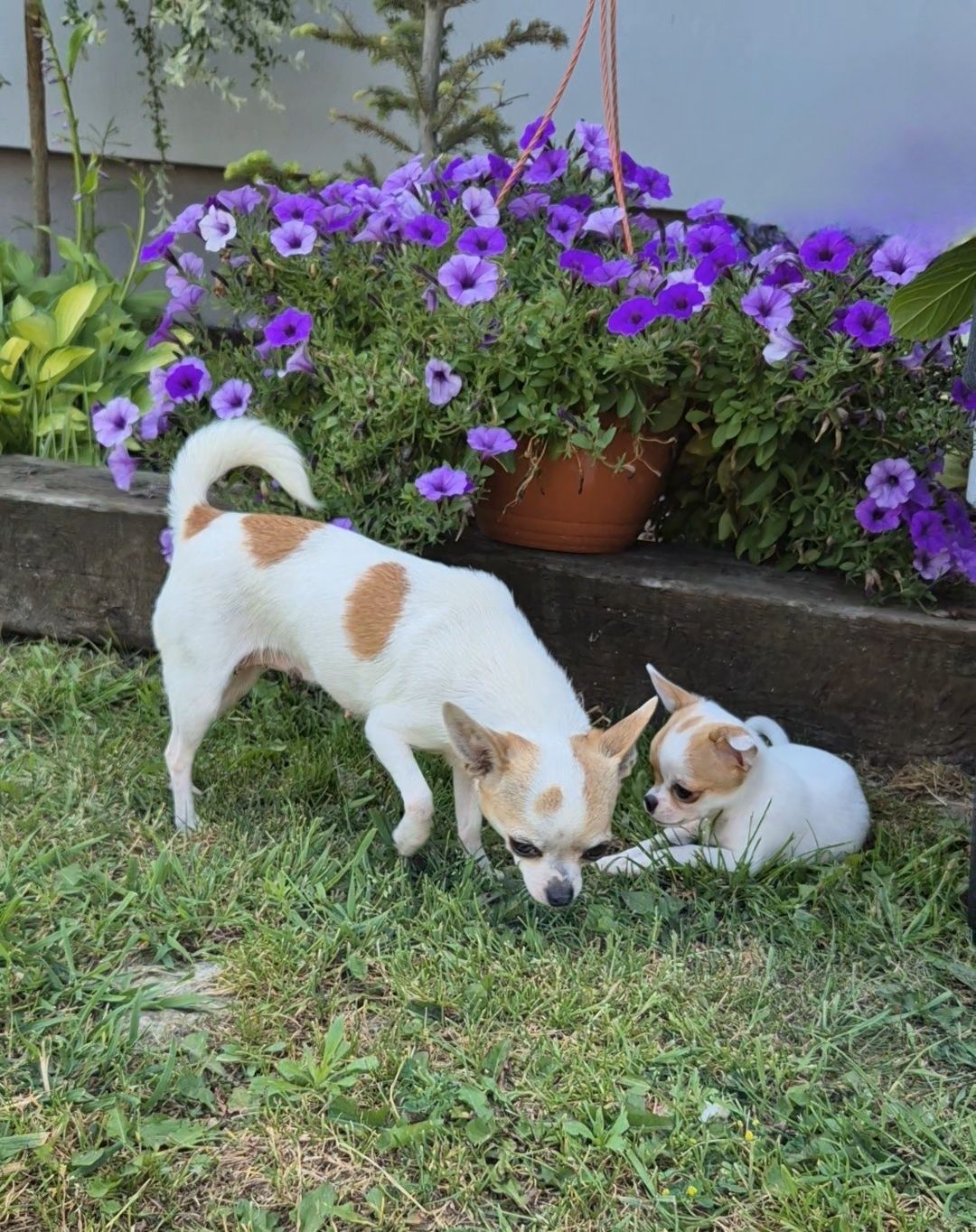 Gotowa do odbioru śliczna suczka chihuahua