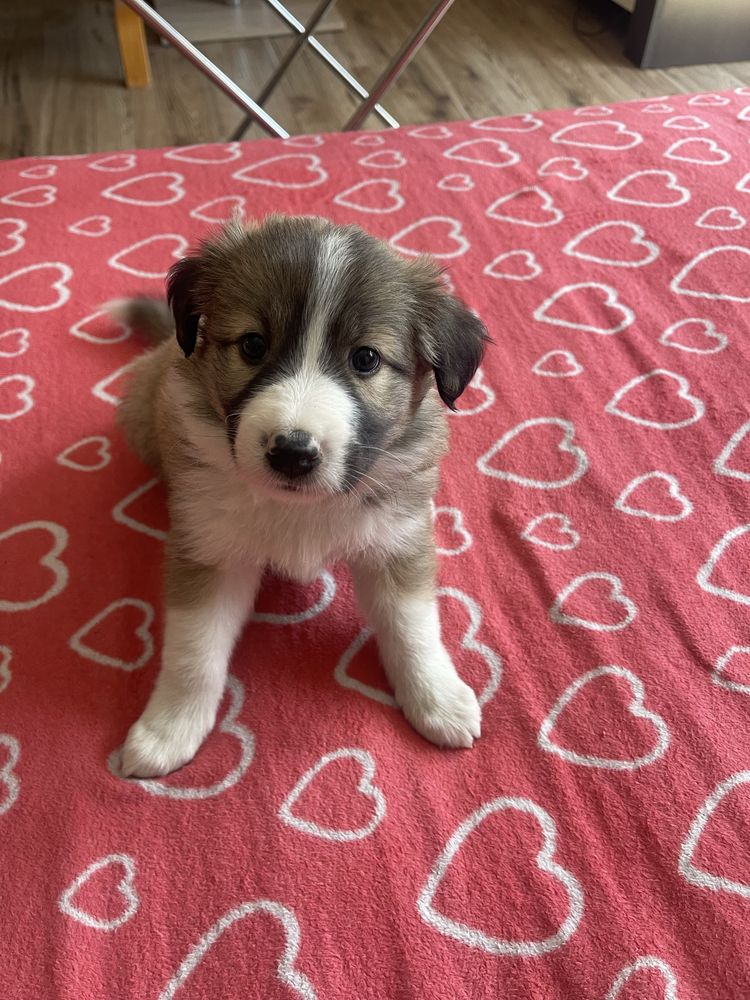 Border collie- suczka