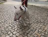 Estou a doar o meu cachorro infelizmente por motivos de espaço