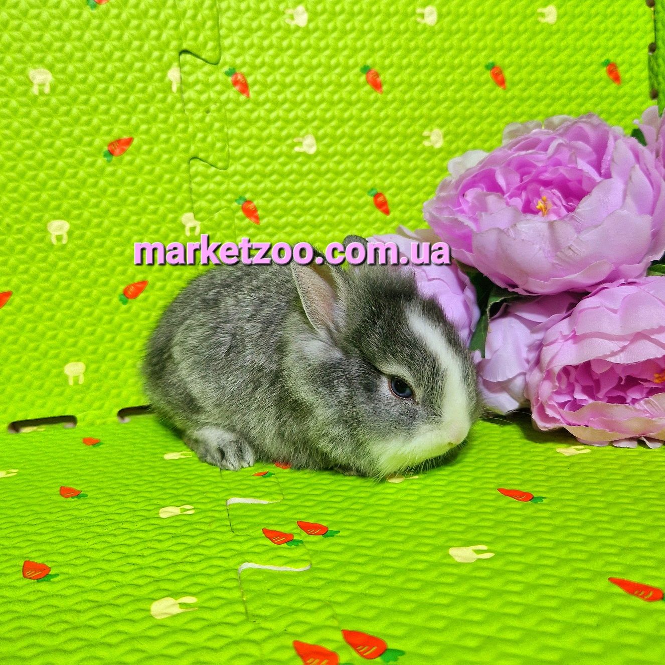 Мини мiнi mini кролик карликовые кролики серебристая шиншилла&белый