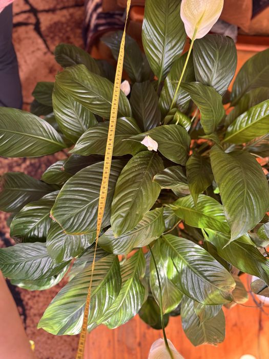 Skrzydłokwiat + doniczka