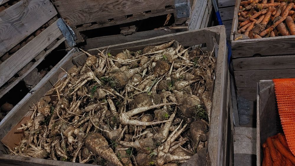 Pietruszka gat 2 dla zwierzat