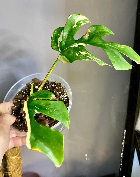 монстера мініма  (тетрасперма рафідофора) варієгатна