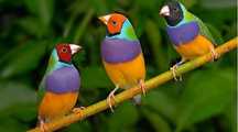 Diamante de gould