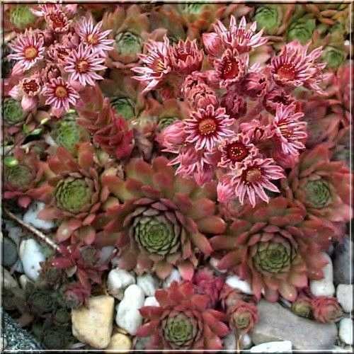 Coś dla miłośników bylin