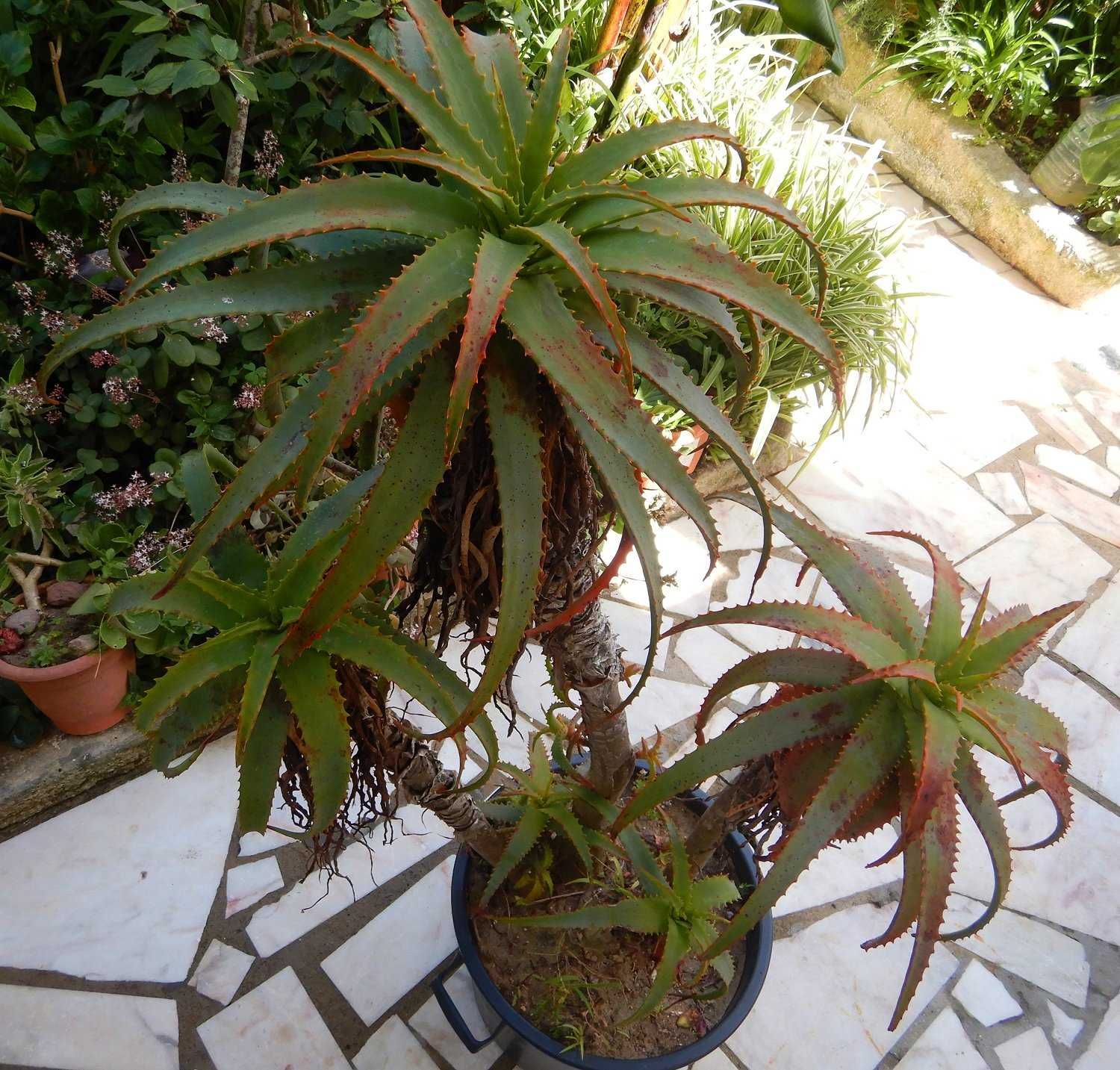 Vaso com Cato ALOÉ - Candelabra Aloe