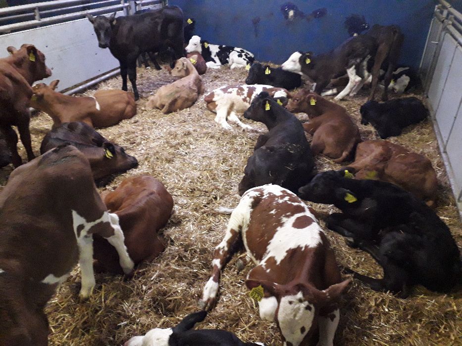 Cielaczki byczki i jałówki różne tanio, jakość mięsna i mleczna, trans