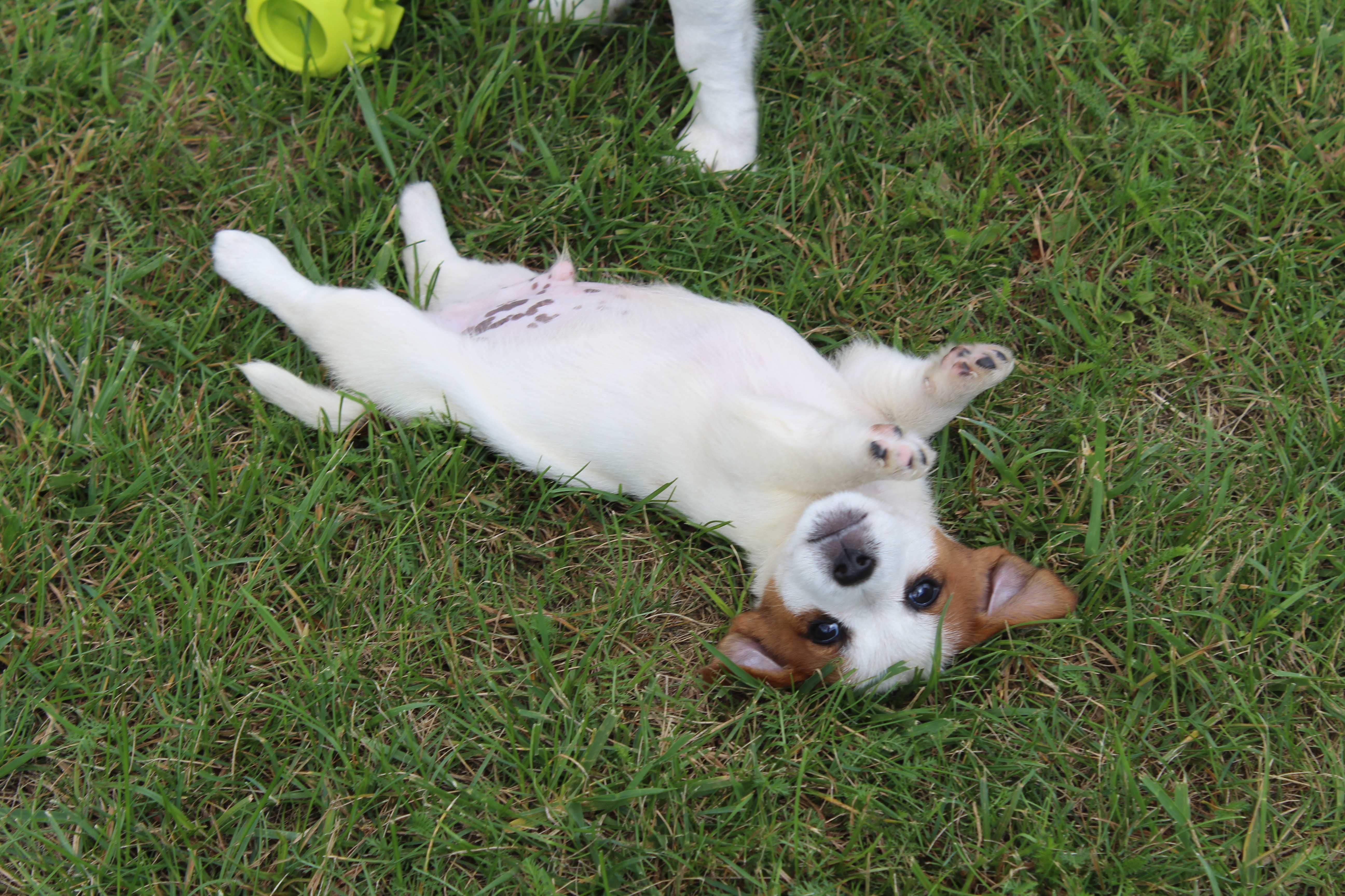 szczeniak Jack Russell Terrier pochodzenie ZKWP FCI