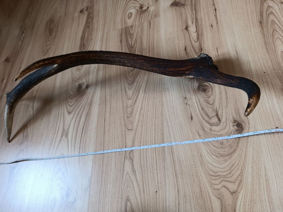 Poroże jelenia róg