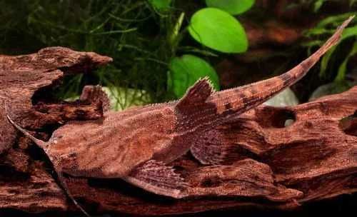 GB (Bunocephalus coracoideus) Drewniak dwubarwny - dostawa ryb!