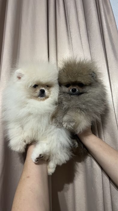 2 Хлопця Померанця