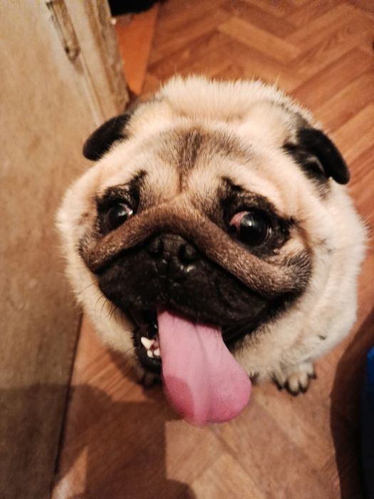 Жорік в добрі руки