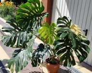 Monstera Thai Constellation