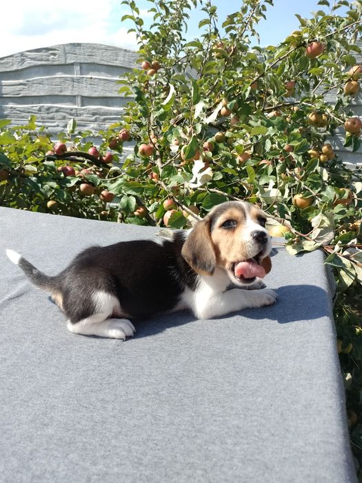 Sprzedam suczkę Beagle