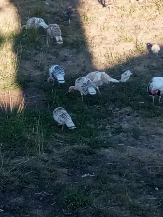 Vendo casais de perus caseiros