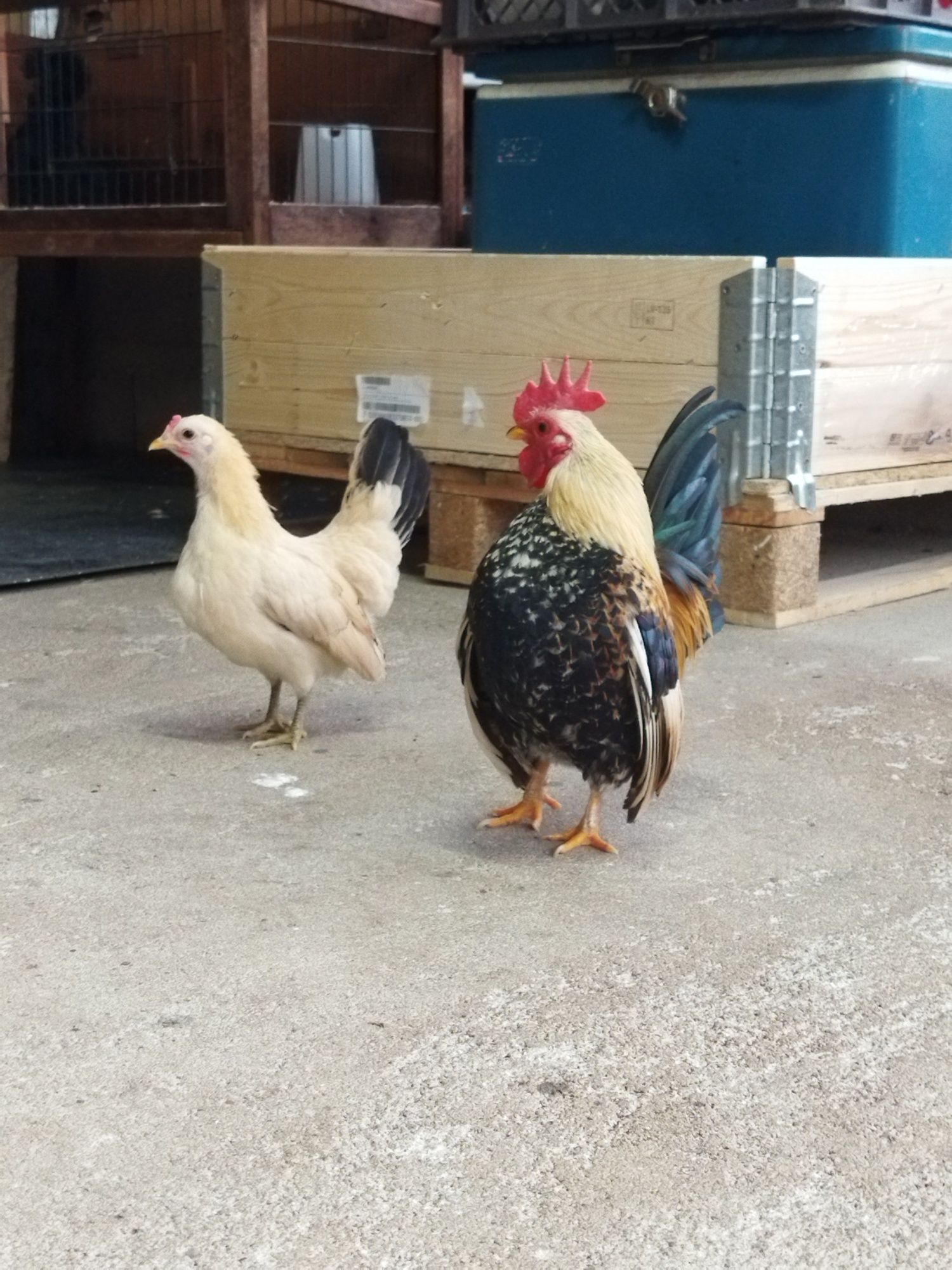 Galinhas raça Serama/Ovos