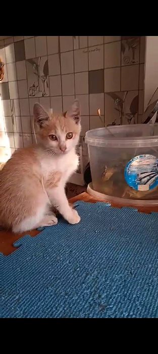 Шукаю хорошу родину