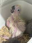 Papagaios, cacatua e araras
