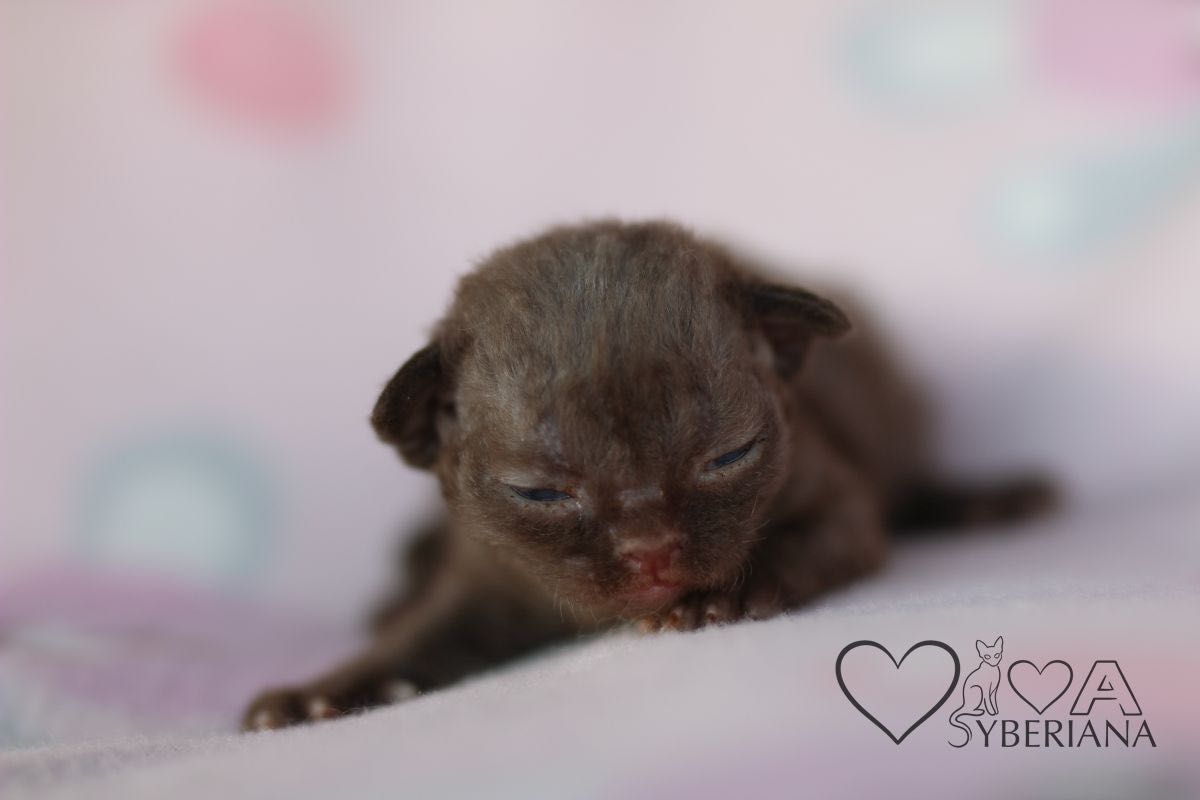 Czekoladowy kocurek Devon rex