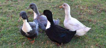 Качки породи голубий фаворит