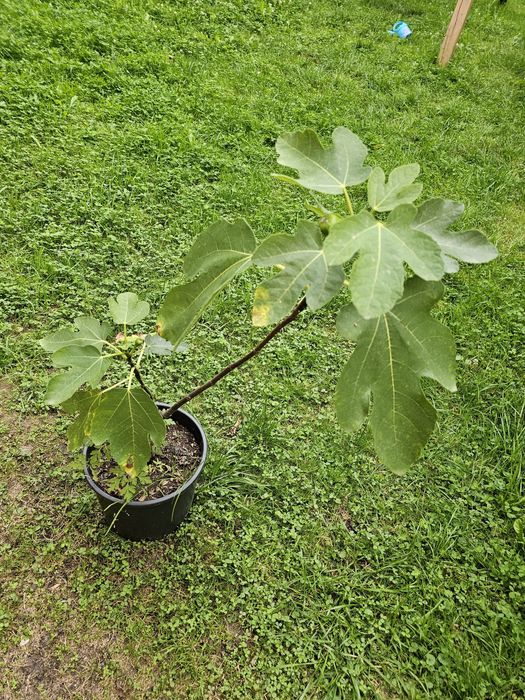 Drzewko figowe, owocujące