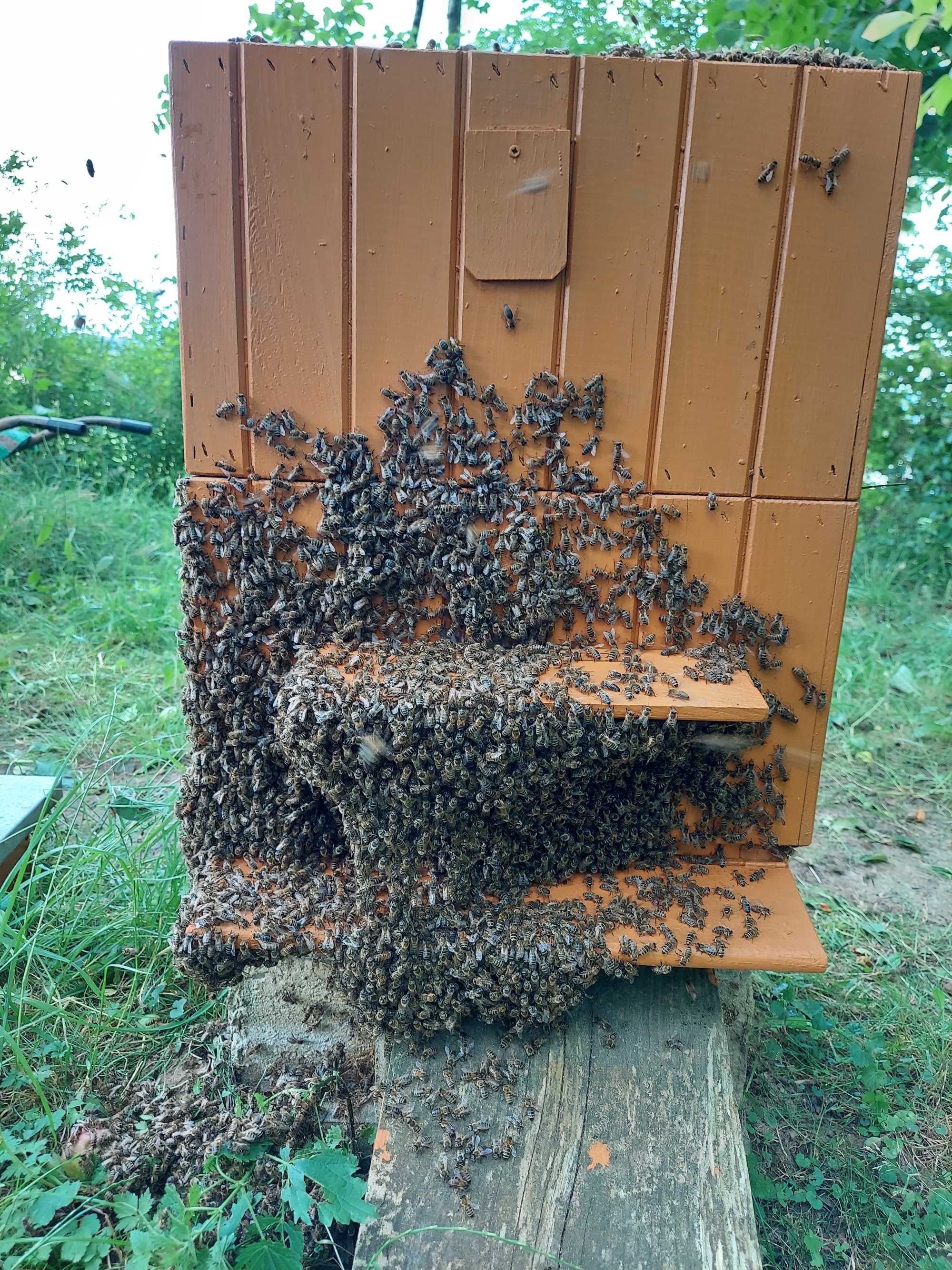 Sprzedam Pszczoły w ulach korpusowych powiat Ropczycko-Sędziszowski