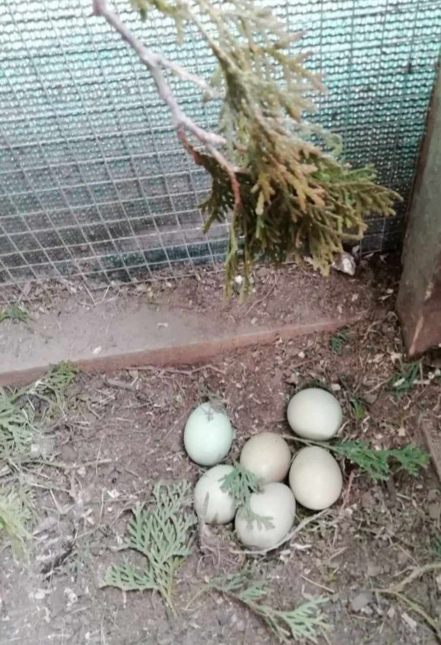 Bażanty łowne polne kury koguty