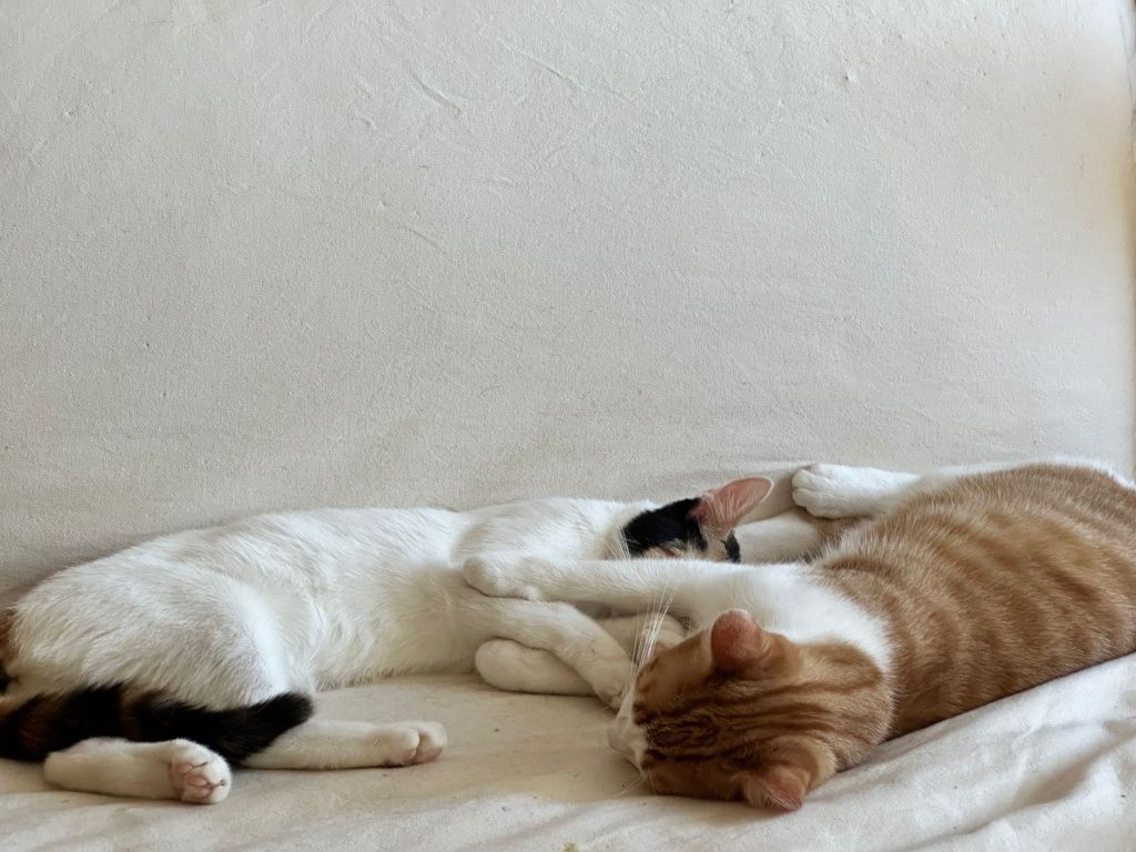 Koty 2 siostry do adopcji