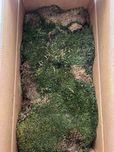 Musgo plano preservado - 3kg