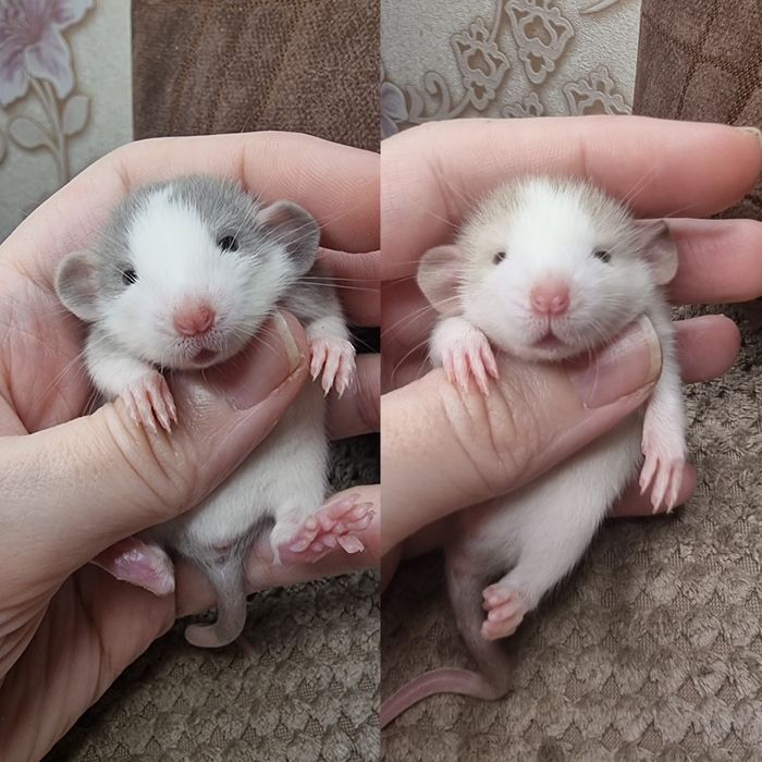 Крыса дамбо ушки хаски