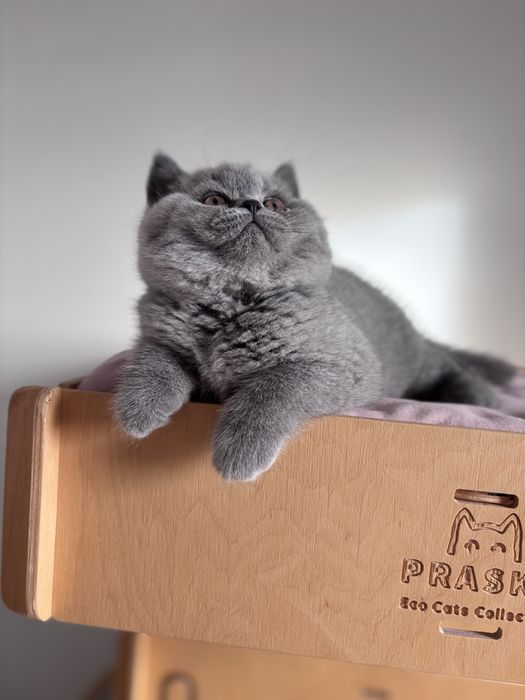 Kot kotek kotka Brytyjska