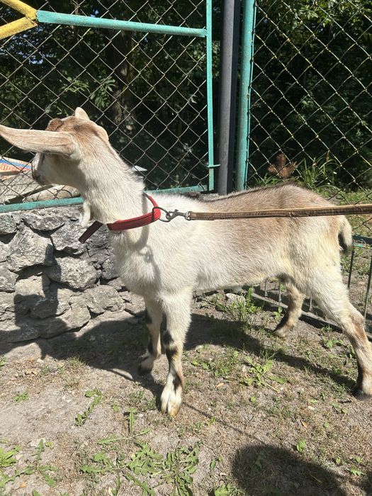 Продам породистих кіз