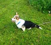 Welsh Corgi Pembroke piesek tricolor, długi ogonek ALO
