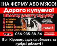 Рогатый скот коровы корова