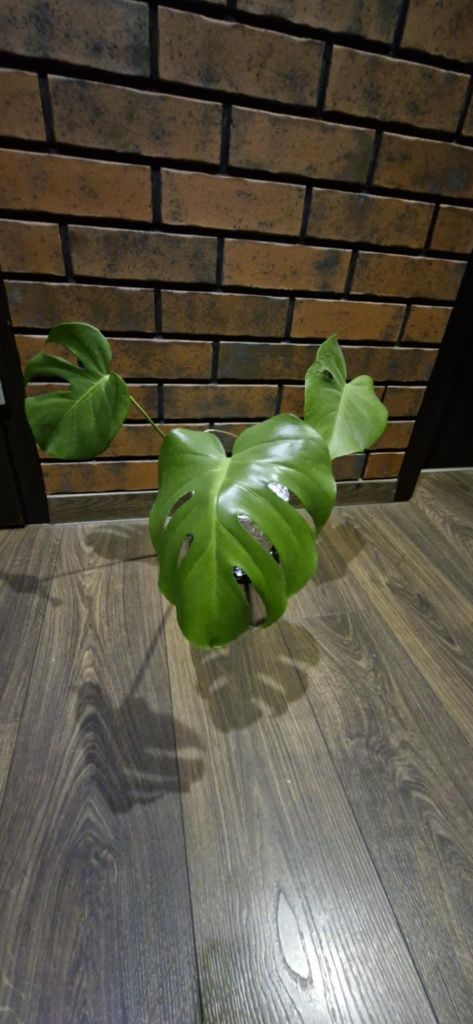 Monstera dziurawa.Dorosłe rośliny sadzonki.