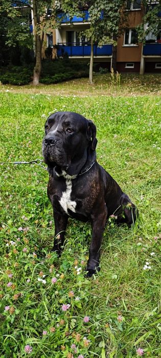 Oddam psa Cane Corso