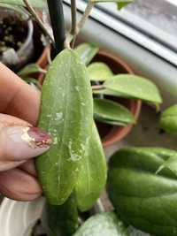 Hoya luna cw 2 l