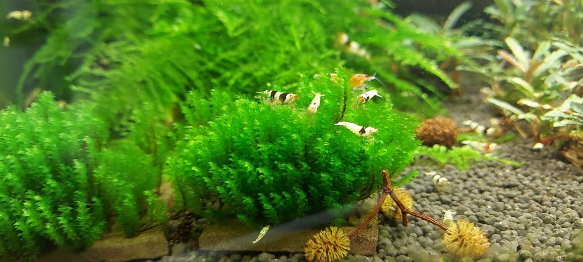 30 gałązek ! Distichophyllum sp. rare moss . Mech akwariowy