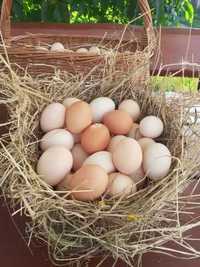 Jajka wiejskie - Żnin - Ekologiczne